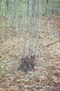 Beech (Fagus grandifolia) stump sprouts. Permanent plot 1017.