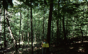 Birch Strips - White Birch Regeneration Study - White Birch Study Area. Strip Treatment Plot 2.5D. Landscape orientation.