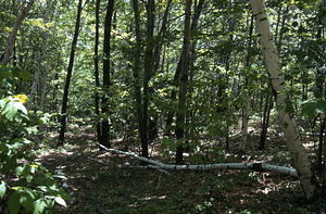 Paper birch (Betula papyrifera) discontinuity with red maple (Acer rubrum) indicating old farm field line north of upper loop trail.