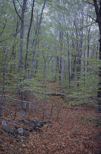 Stone pile north of trail in Middle Branch Birch Brook.