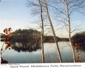 Spot Pond birches