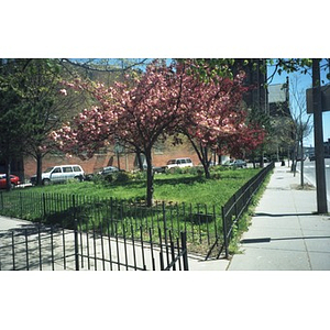 Trees blooming in spring in the Villa Victoria neighborhood.