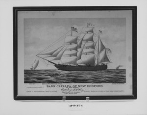 Framed Print, "Bark Catalpa of New Bedford"