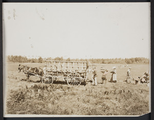 Cape Cod cranberry industry, loading the wagon with cranberries at the bog