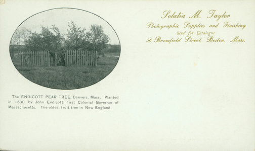 Postcard, the Endicott Pear Tree, Danvers, Mass., published by Solatia M. Taylor, photographic supplies and finishing, 56 Bromfield Street, Boston, Mass.