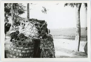 Bicycle freight, Thái Bình province