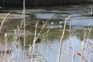 Wading egrets, Wellfleet Bay Wildlife Sanctuary