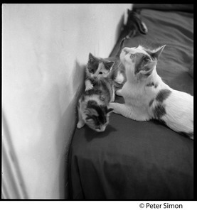 Project cats