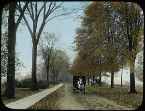 Horse drawn wagon on tree lined road