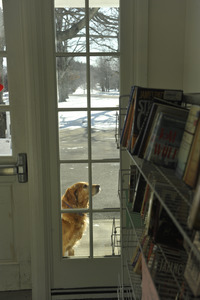 Golden retriever looking plaintively through a window into the entry foyer, New Salem Public Library