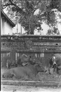 The Citadel. Cows pasturing on imperial ground; Hue.