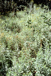 Timothy grass growing along side of Taconic Crest Trail near White Rocks on the Taconic Range.