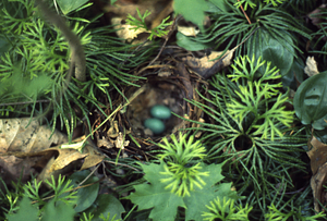 Veery nest in the Hopkins Forest