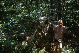 Gail French, Williams Class of 1996, surveys tree damage from 15 July 1995 storm. Uprooted sugar maple in Plot 0811