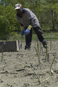 Hibbard Farm: worker gathering asparagus in the field