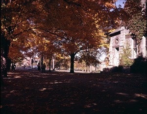 Tree-lined path by Old Chapel
