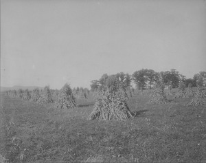 Campus Views, Fields and Gardens