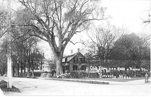 Old elm, corner Hale & Dane Streets, Beverly, Mass.