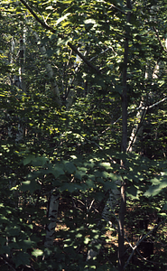 Rye Lot paper birch Stand.
