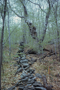 Stone wall with Permanent Plot 1027 reference corner stake in lower left.
