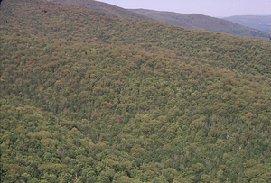 Aerial oblique view of South Branch and Middle Branches of Birch Brook on 28 May 1972 in the Hopkins Forest.