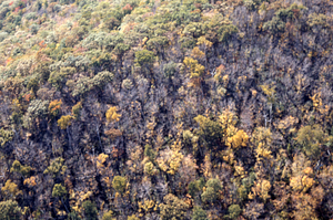 Aerial oblique view of saddled prominanent defoliation of sugar maples on Moon Hollow Headwall on 14 October 1971.