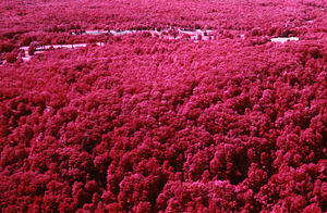 Aerial false-color IR image of Robinson-Towers Tract on Northwest Hill.
