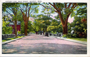 Historic elm, Hale Street, Beverly, Mass.