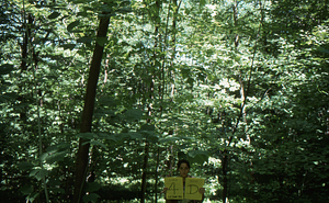 Birch Strips - White Birch Regeneration Study - White Birch Study Area. Strip Treatment Plot 4D. Landscape orientation.