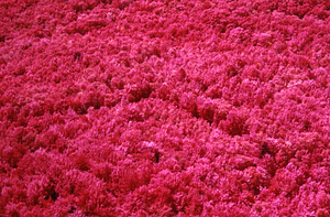 Aerial false color IR image of Hopkins Memorial Forest corner near plot 0517 adjacent to old Goodrich Farm. False Color Infrared/True Color Project.
