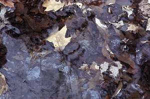 Leaves frozen in Upper Loop Trail puddle.