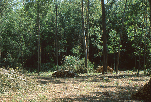 Wilson Greatbatch genetic plantation regeneration project image 10.