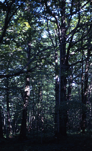 Mature sugar maple (Acer saccharum) in sugarbush west of Carriage Road Trail.