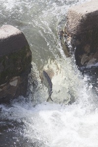 Alewife leaping up a waterfall during the herring run at the Stony Brook Grist Mill and Museum