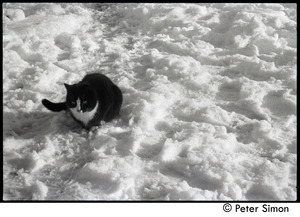 Tuxedo cat in the snow, Packer Corners commune