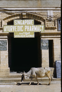 Cow walks past Bangalore pharmacy