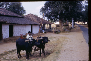 Man with oxen and plow