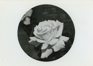 Wilton's rose
