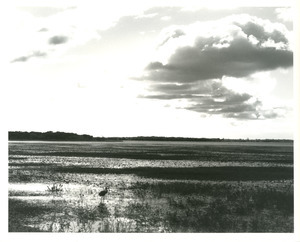 Sandhill crane, Myakka State Park