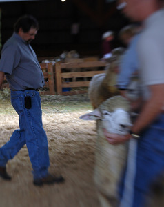 Franklin County Fair: Sheep being judged