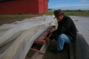 Lazy Acres Farm (Zuchowski Farm): Allan Zuchowski tending to cold frames