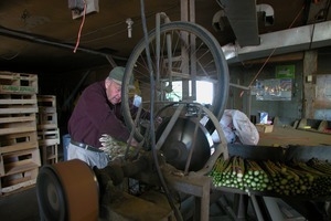 Hibbard Farm: Wallace Hibbard working with bunched asparagus