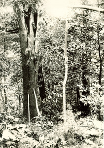 Forestry and Wildlife Management - Mt. Toby Forest