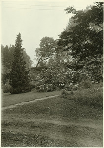 Rhododendron Garden