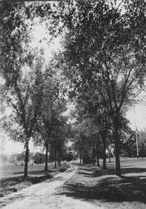 Campus Views, Roads and Walks ca. 1915-1918