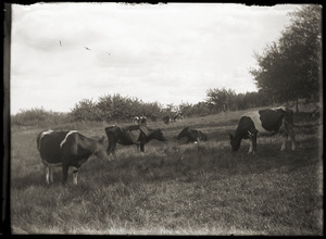 Cattle grazing in a field (Greenwich, Mass.)