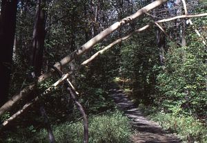 Karen McCoy's "Forest Lamentation" environmental art installation, the year after snow storm that bent the tree.