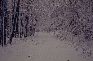 Farm Forestry Unit on Carriage Road morning after 8 December 1972 snowstorm.