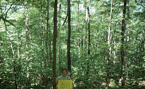 Birch Strips - White Birch Regeneration Study - White Birch Study Area. Strip Treatment Plot 1.5B. Landscape orientation.