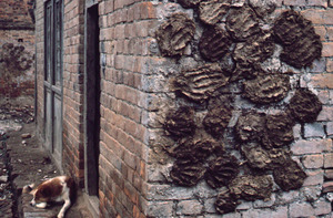 Dung patties drying on a wall